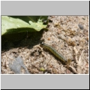 Symphyta sp - Blattwespe 05b Inhalt des eingerollten Blattes.jpg